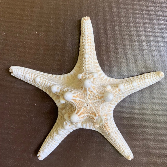 LAST CALL - Fog Bank Studio Framed Starfish by Leanne Bjerke - Picture 3 of 5